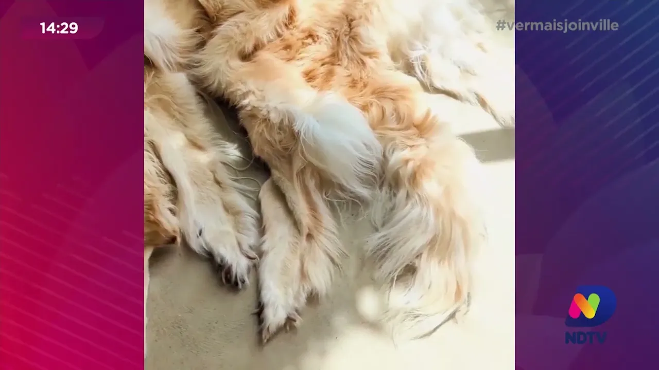 Pets viram tapetes após morte