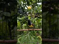 Download Lagu Als je de ingrediënten van de sogon uitknijpt, krijg je er zeker trek van #fishingansogokotong