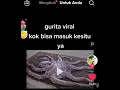 Download Lagu VIDEO VIRAL GURITA KOK BISA MASUKNYA - Viral tiktok