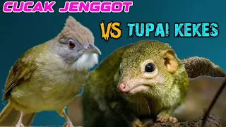 cucak jenggot vs bajing kekes masteran burung kicau