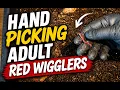 How to Identify Adult Red Wigglers Hand Picking Worms for Breeder Bins