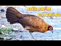 Download Lagu tiếng gà mái rừng siêu phẩm kích trống đi theo năm tháng | Hoàng Thắng
