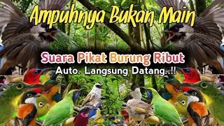 Download SUARA PIKAT BURUNG RIBUT. AUTO LANGSUNG DATANG DAN TURUN.. MP3