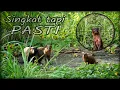 Lagu Berburu Garangan Singkat Tapi Pasti