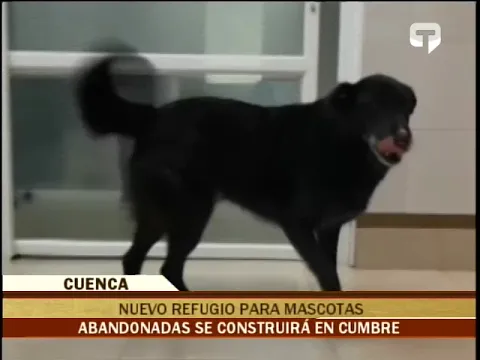 Nuevo refugio para mascotas abandonadas se contruirá en Cumbre