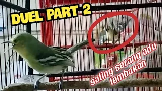 duel 2 sirtu ini bikin sirtu lain yang mendegar jadi ikut emosi dan ikut gacor