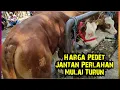 Lagu Harga Pedet Jantan Perlahan Mulai Turun. Pasar Rogojampi Banyuwangi Jatim