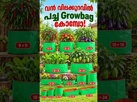10 രൂപ മൂതൽ വൻ വിലക്കുറവിൽ പച്ച Growbag #growbag #farming #garden #plants #tips