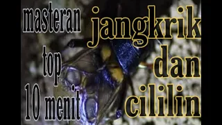 Download Masteran Kasar full JANGKRIK CILILIN | Gacor durasi panjang MP3