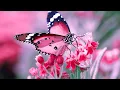 Download Lagu Потрясающая Самая Красивая Музыка для души*Сердце замирает / Beautiful Music for the soul