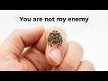Why doesn t the jumping spider bite you