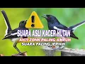 Download Lagu ⚠️$uara pikat Kacer liar suara asli hutan,ampuh anti zonk.