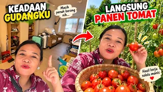 MAKAN BERSAMA TEMAN SUAMI&LANGSUNG PANEN TOMAT BERKILO2 &BEGINI KEADAAN GUDANGKU 