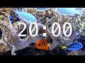 20 Minute Aquarium Countdown Timer Ocean Timer Fish Timer Relaxing Music