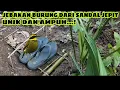 Download Lagu JEBAKAN BURUNG DARI SANDAL JEPIT || BIRD TRAP