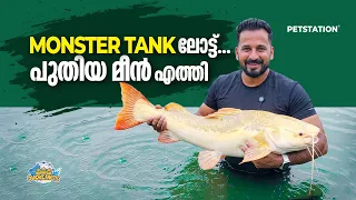 വെള്ള ക്യാറ്റ് ഫിഷ്.. ഇവനെ മറ്റു മീനുകൾക്കൊപ്പം ഇട്ടാൽ എന്ത് സംഭവിക്കും?? Albino Redtail catfish