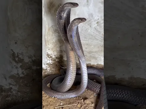 नाग-नागिन का जोड़ा🐍☠️ #MandirPunarNirman #KulDevta #Sanatan #MandirSeva #ViralReels