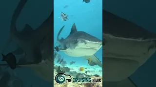 Shark tamers #swimmingwithsharks #tigersharks #sailinglife #travel #fuvahmulah #maldives