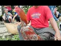 ASLI HARGANYA MURAH² BOS‼️AYAM BANGKOK PASAR SUMPIUH