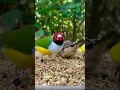 Gouldian Finches #bird #birds #aviary #finch