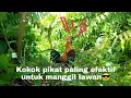 Download Lagu ayam hutan langsung nyorong_ dengar suara Kokok pikat ini👌