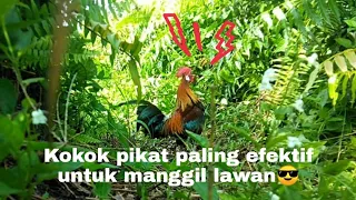 Download ayam hutan langsung nyorong_ dengar suara Kokok pikat ini👌 MP3