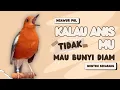 Lagu LANGSUNG NYAUT 10000 % ‼️ ANIS MERAH MACET BUNYI JIKA DENGAR SUARA INI PASTI NYAUT LANJUT GACOR | 33