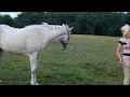 My Horse is a Rockstar...