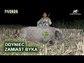 Download Lagu Odyniec zamiast byka - SUDECKA OSTOJA 71/2025