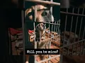 Freedom tails - Let dogs live free