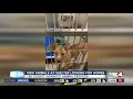 Lee County pet shelter has new pets up for adoption