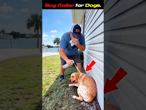 This Collar Keeps Bugs Off Your Dog for Months 😱🐶