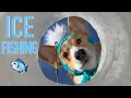 ICE FISHING - Topi the Corgi