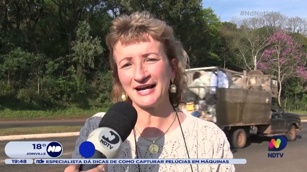 Espécie rara de ipê é encontrada em Chapecó