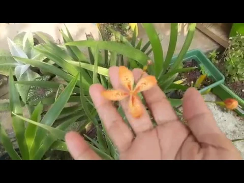 IRIS OU ORQUÍDEAS DO CHÃO? FLORIDAS, FLORES DE LÍRIOS E AS GATINHAS NO JARDIM
