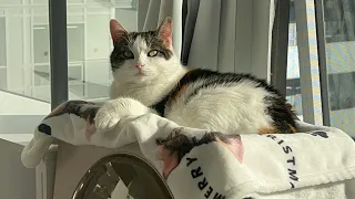 POV: how my cats behave before dinner time 🥘