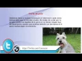 Aprende Sobre Como Lavar La Barba De Un Schnauzer