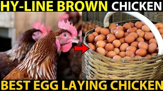 Download HY-LINE Brown Chicken Farming | BEST EGG LAYING CHICKEN BREEDS | Best Chicken For Egg Production MP3