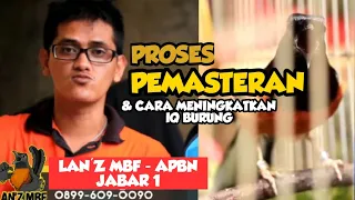 Download PROSES Pemasteran \u0026 Cara Agar Burung Cerdas. MP3