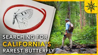 Searching For California's RAREST Butterfly