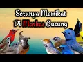 Download Lagu Memikat Burung Kecil Dan Selendang Biru ||| Ampuh Sebagai Suara Pikat Burung Kecil Dan Besar