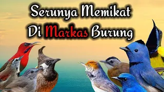 memikat burung kecil dan selendang biru ampuh sebagai suara pikat burung kecil dan besar