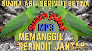 Download Suara Pikat Asli Serindit Betina Memanggil serindit jantan || serindit liar pada lengket MP3