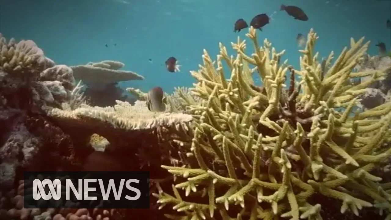 Lab-bred, heat-tolerant corals may provide hope for the Great Barrier Reef | ABC News