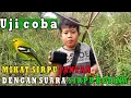 Download Lagu Mikat sirpu atau cipoh dengan mp3 sirpu betina. MP3