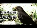Download Lagu Anis Gading Gacor Suara Misterius