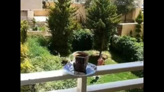 قسوة التنهيد دندنها