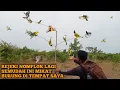 Download Lagu SOLO - CARA AMPUH MIKAT BURUNG BURUNG LIAR