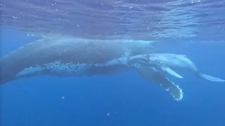 Short swimming with whales in Tonga #shorts