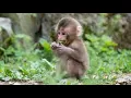 Download Lagu monkey and kids video, Monkey danc, / bander enjoying in jungle ,monkey in zoo , monkey in park,
